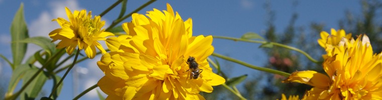Biene an Blume