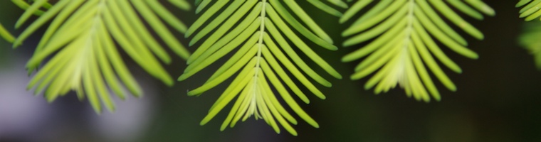 Impressionen aus dem Botanischen Garten