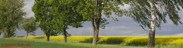 Rapsfeld in der Holledau