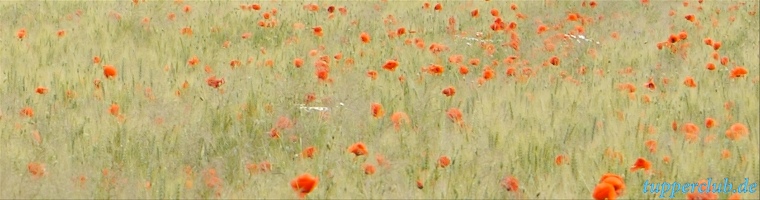 Gerstenfeld mit Mohn bei Würzburg