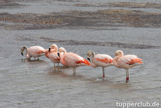 chile-flamingos