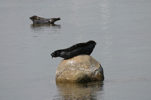 Seehund