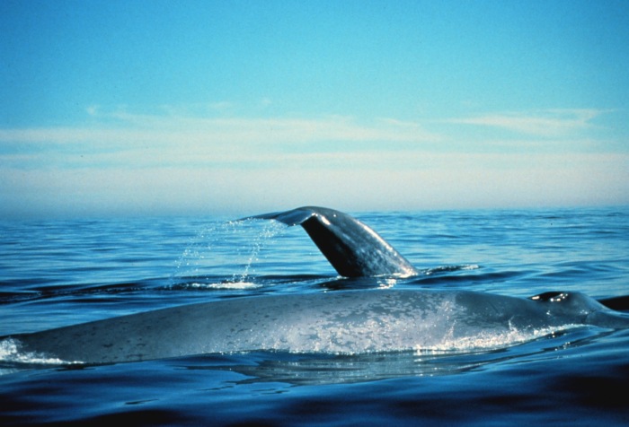 Blauwale, Photo Credit: U.S. National Oceanic and Atmospheric Administration
