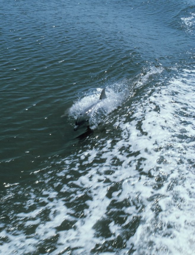 Groer Tmmler, Photo Credit: U.S. National Oceanic and Atmospheric Administration