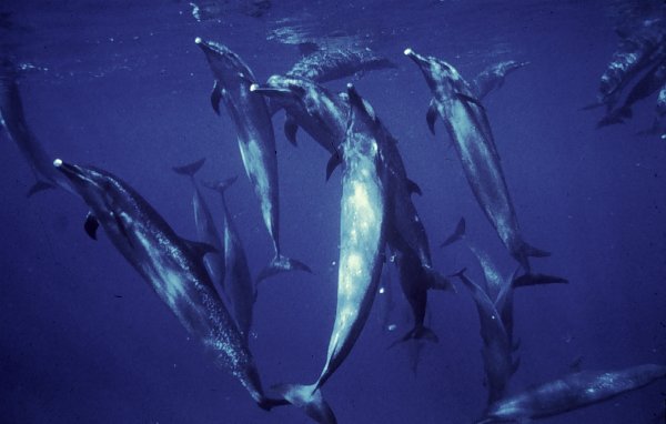 Fleckendelphine, Photo Credit: U.S. National Oceanic and Atmospheric Administration