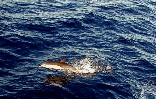 Gewhnlicher Delphin, Photo Credit: U.S. National Oceanic and Atmospheric Administration