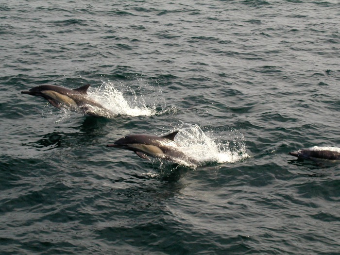 Gewhnliche Delphine