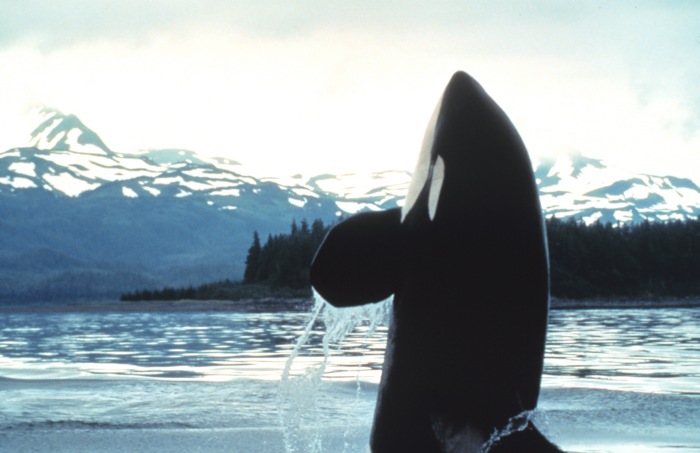 Orca, Photo Credit: U.S. National Oceanic and Atmospheric Administration