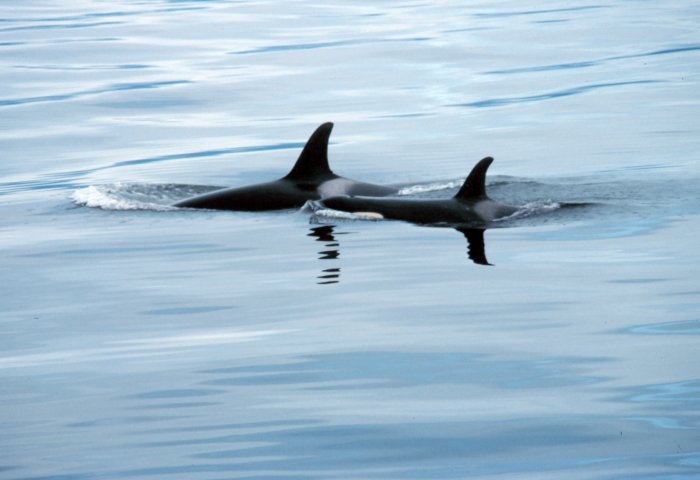Orca, Photo Credit: U.S. National Oceanic and Atmospheric Administration