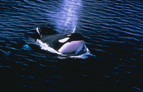 Orca, Photo Credit: U.S. National Oceanic and Atmospheric Administration