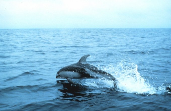 Pazifischer Weiseitendelphin